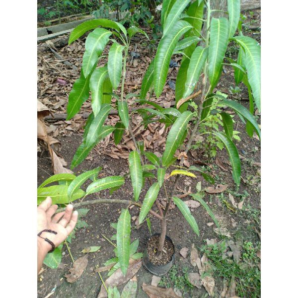 Bibit mangga emperor cangkok susu lebih cepat untuk dibuahkan