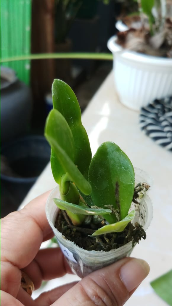 Anggrek Dendrobium Seedling Hybrid Thailand