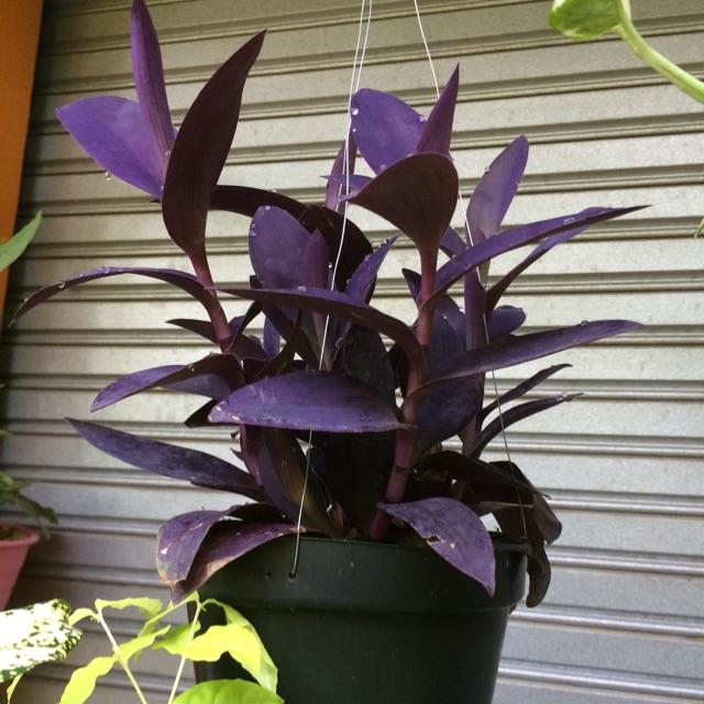 Tanaman Hias Gantung Bunga Sabrina Ungu Shopee Indonesia