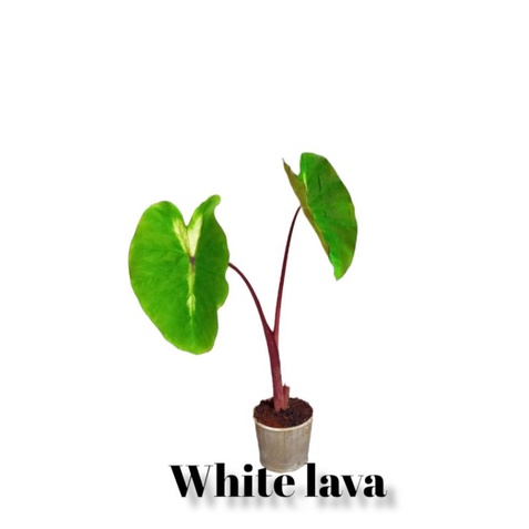 colocasia white lava