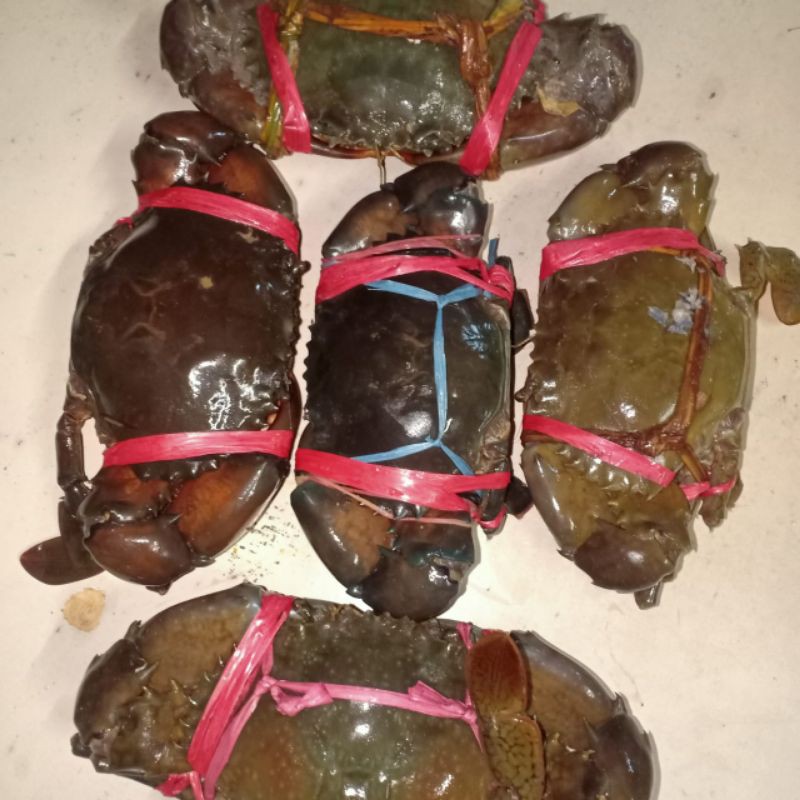

Kepiting mati segar /1kg