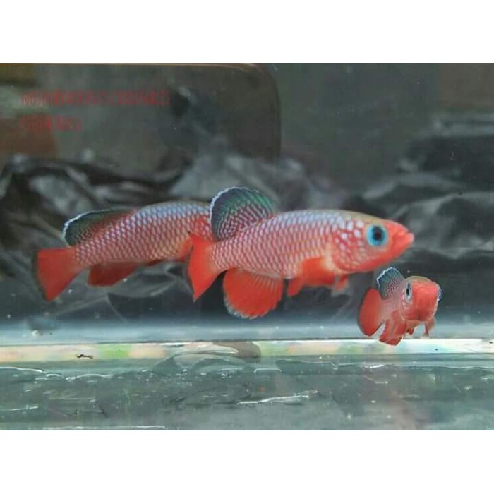 Download 85 Background Aquarium Arwana Jardini HD Terbaik