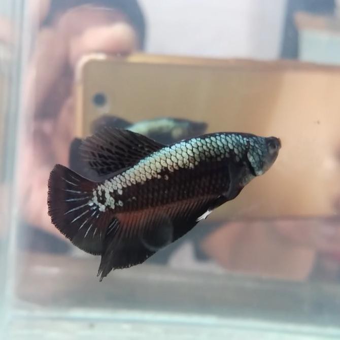 BEST SALE Cupang Black Samurai gold series