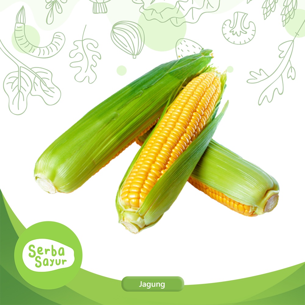 

Jagung Utuh 1 Bonggol