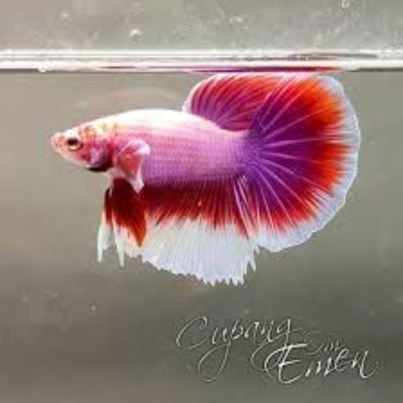 PROMO Cupang big ear halfmoon