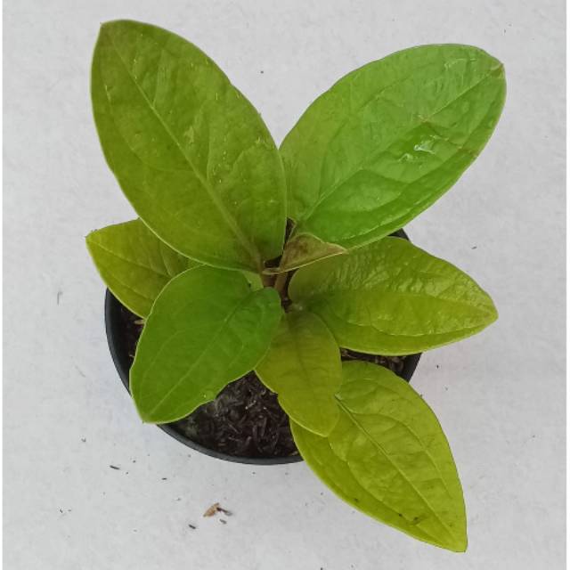 anthurium jemani golden