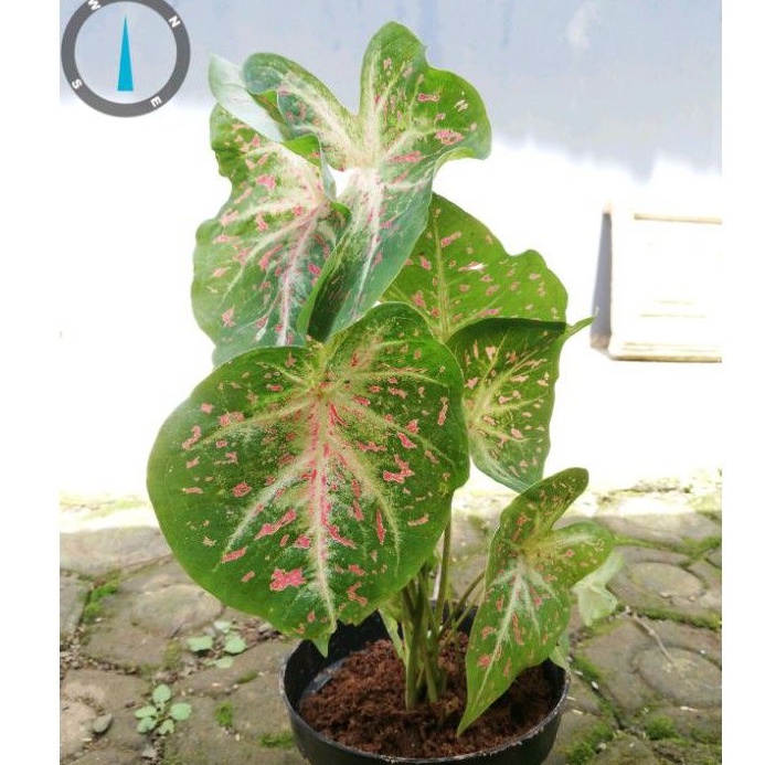 Berdaun Tanaman hias Keladi Gingerland Exotic / Alocasia gingerland / Keladi wayang