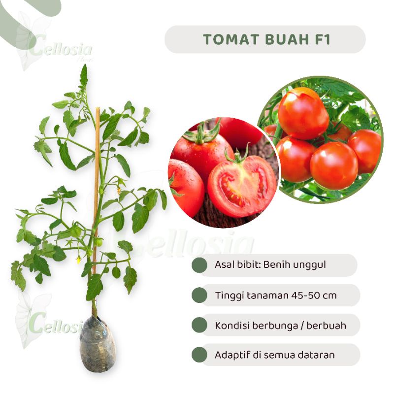 Bibit Tanaman Tomat Buah Super F1  (Berbunga/Berbuah)