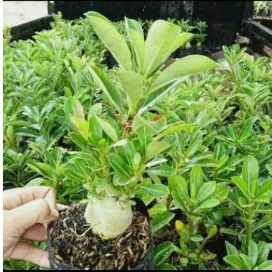 9 PAKET TANAMAN HIAS ADENIUM KAMBOJA JEPANG