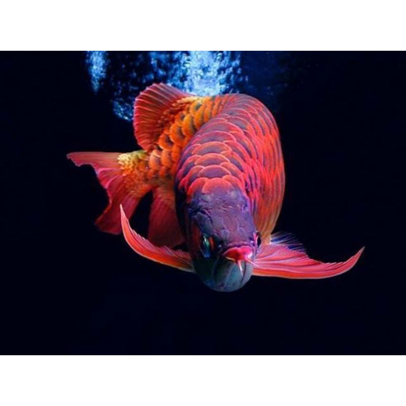 Lukisan murah poster murah hiasan dinding gambar ikan arwana super red Devils plus bingkai ukuran 65