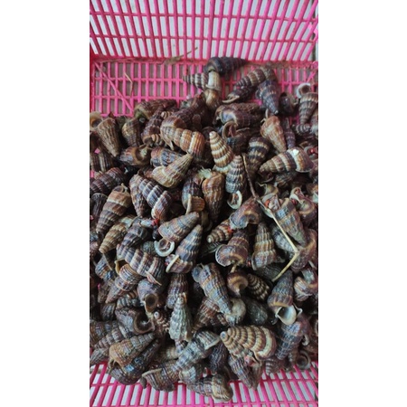 

Siput Katanglo