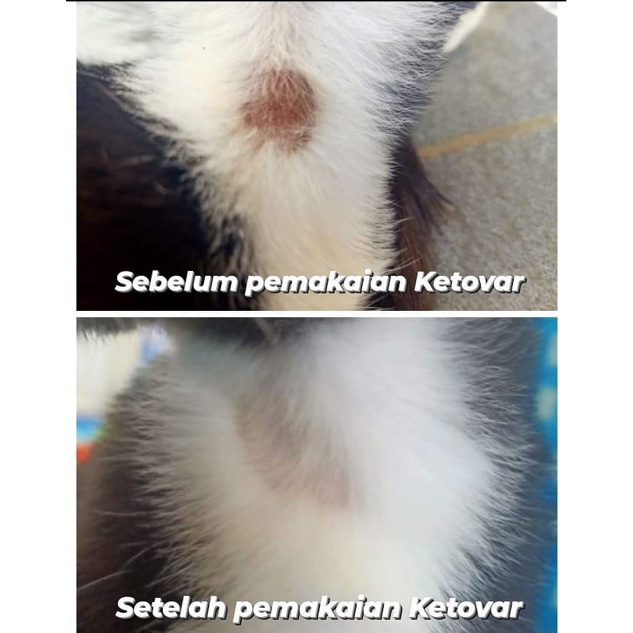 Ketovar 10GR Krim Obat Jamur Hewan Kucing Anjing Kelinci Marmut