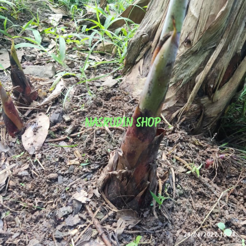 

[Fresh] BIBIT PISANG AMBON 1KG PERBONGGOL / ANAKAN SIAP TANAM