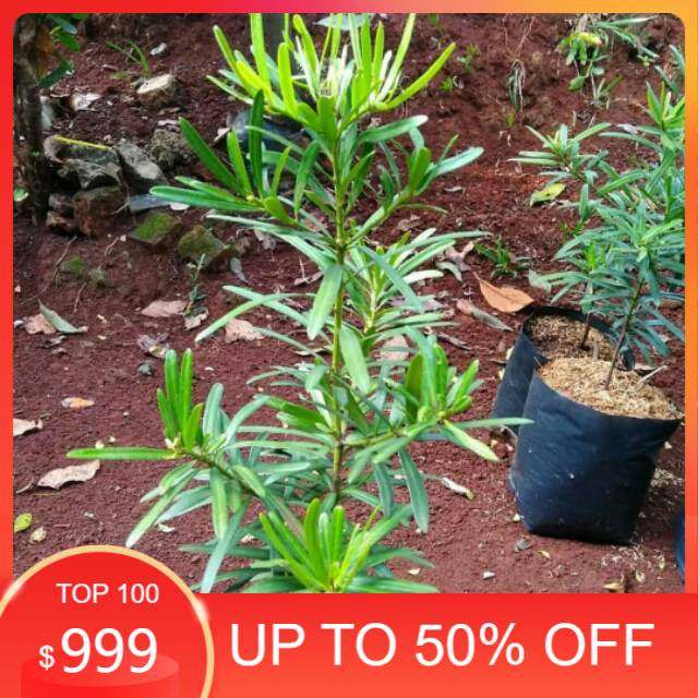 Tanaman hias Lohansung Taiwan - pohon Lohansung Taiwan istimewa