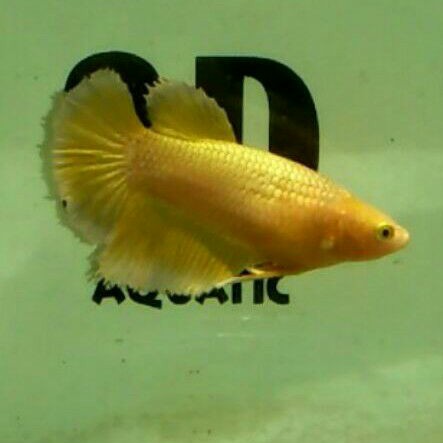 ikan cupang anakan samurai x gold