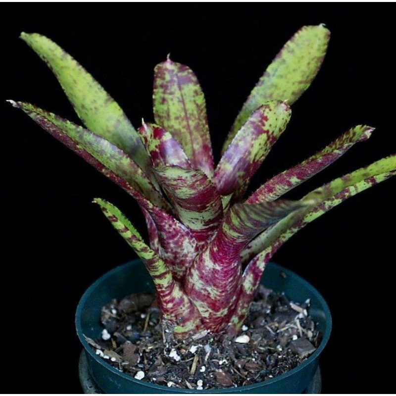 tanaman hias bromelia tiger