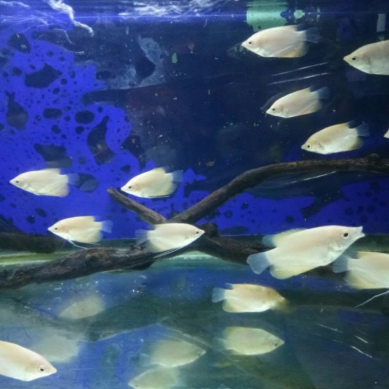 ikan hias gurame Padang Aquasqape
