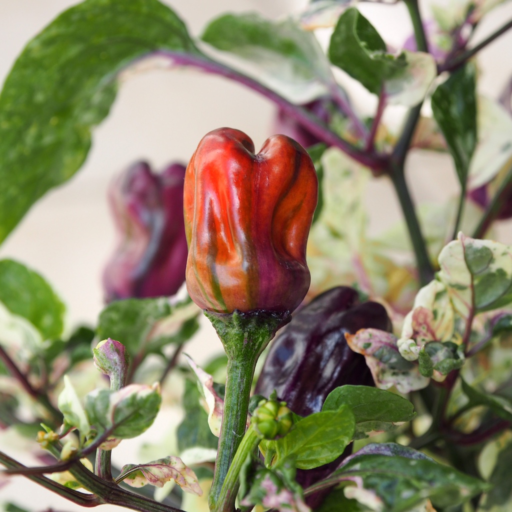 Benih Bibit Biji - Cabai Scarlett's Variegata Cabe Varigata Pepper Seeds