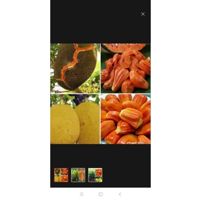 bibit nangka oren okulasi
