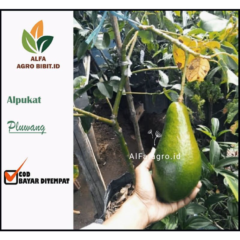 Bibit Alpukat Pluwang