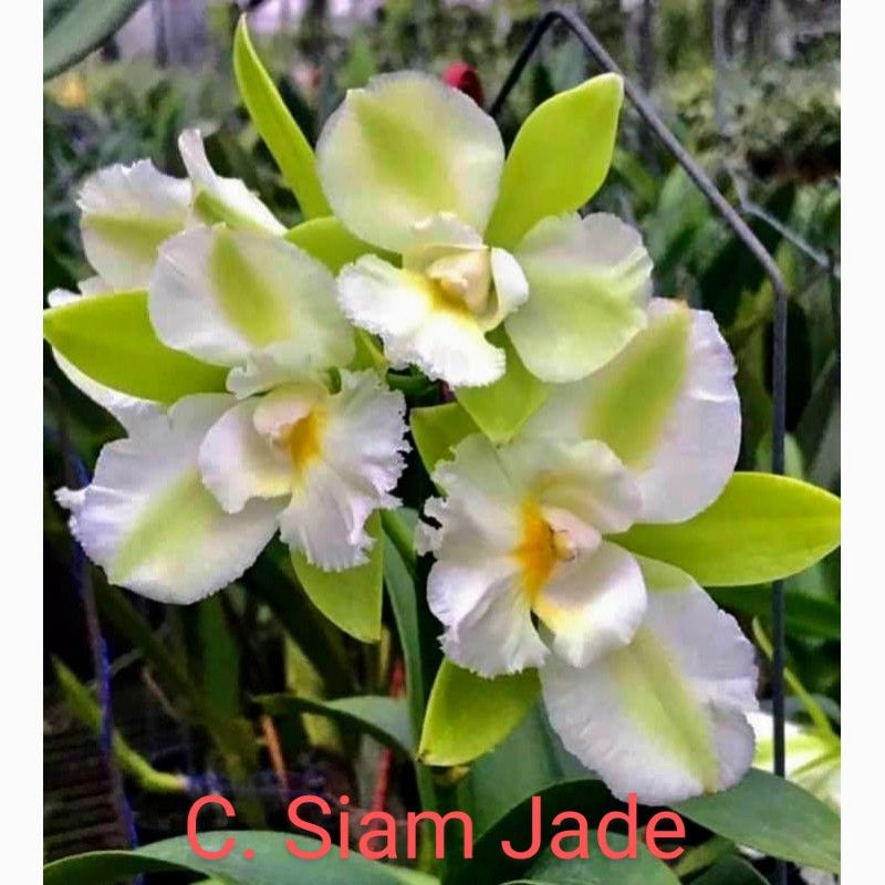 Cattleychea Siam Jade