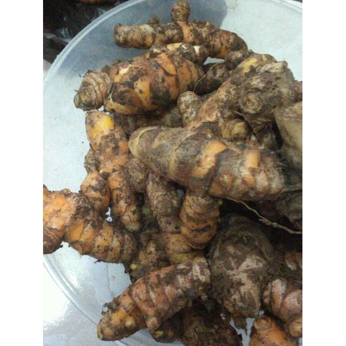 

kunyit - kunir seger - fresh-herbal-bumbu-rempah