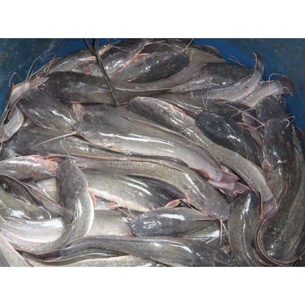 

IKAN LELE (PER KILO)