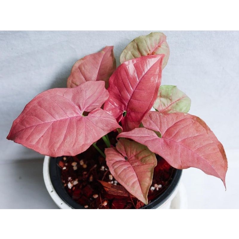 Syngonium Pink Robusta | Tanaman Hias Syngonium