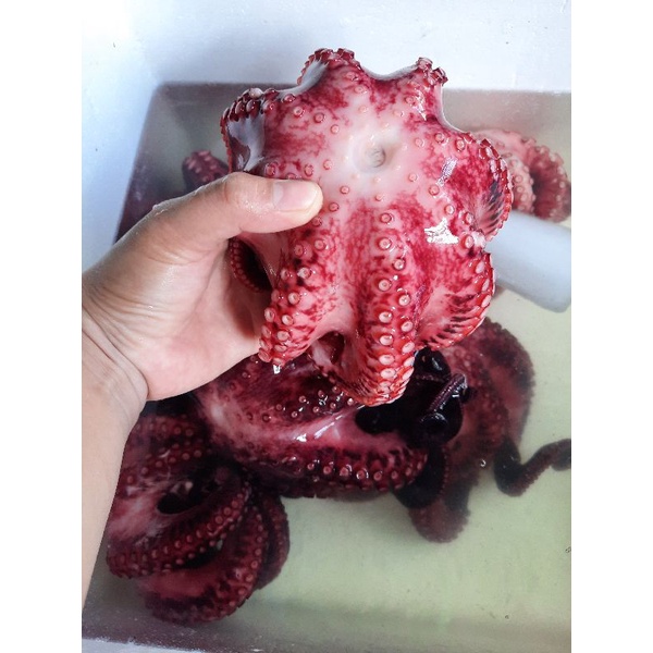 

GURITA MERAH WHOLE COOK (OCTOPUS BOIL)