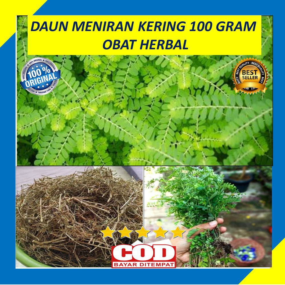 

Daun Meniran Kering 100 Gram Obat Herbal