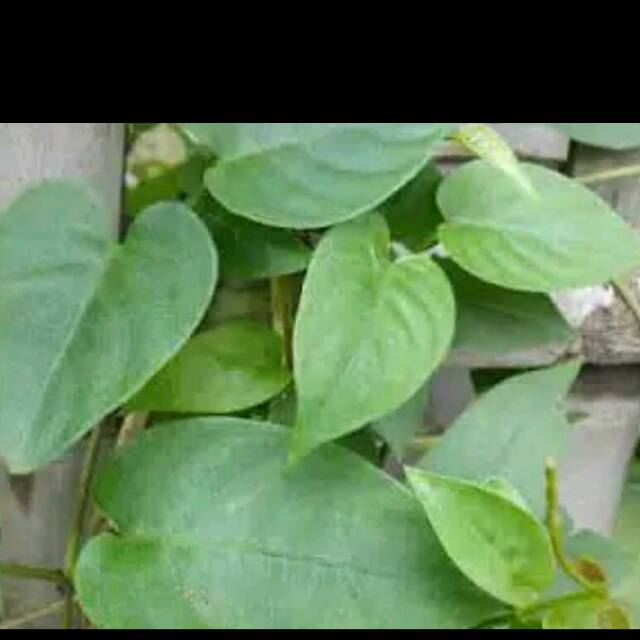 

Daun Sembukan Daun Kentut