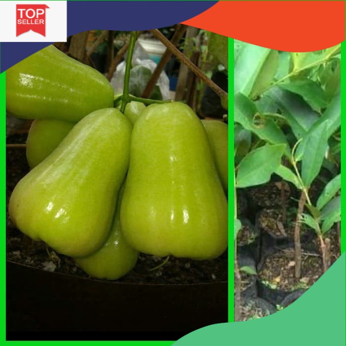 

Jual Bibit Jambu Air Madu Deli Hijau
