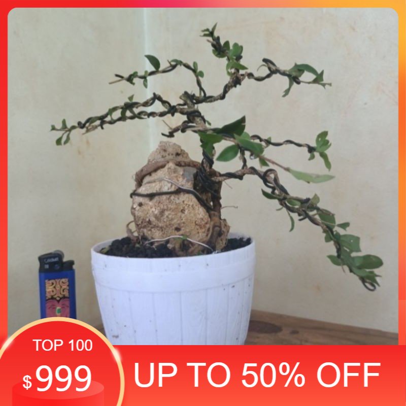 Boneka Sakura Mirko Otr