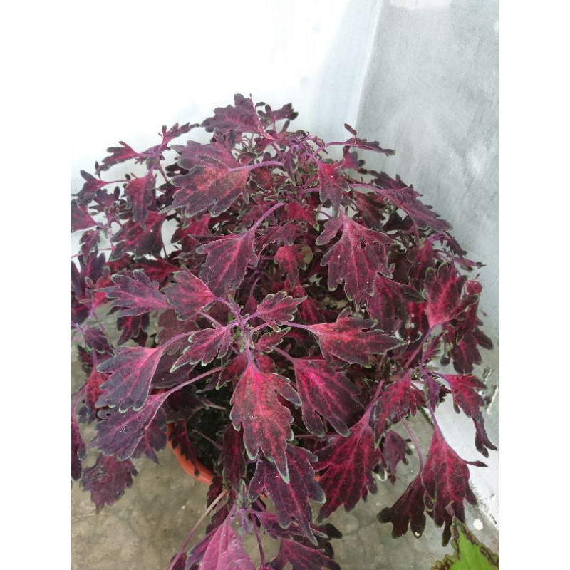 miana / tanaman miana / bunga miana