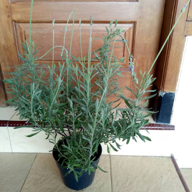 Bibit Lavender Gold Creek / Lavender Asli