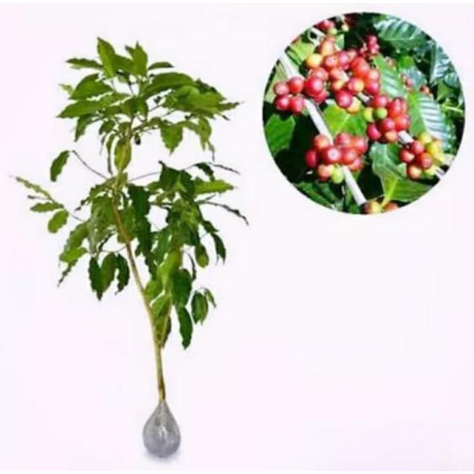 5 ONS BENIH BIJI KOPI ARABIKA ARABICA SUPER **