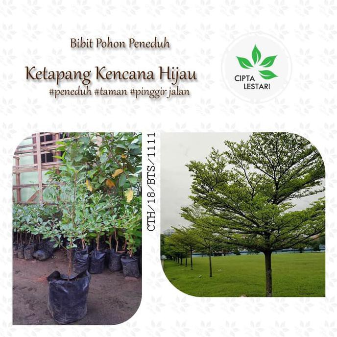 Bibit Pohon Ketapang Kencana Daun Hijau