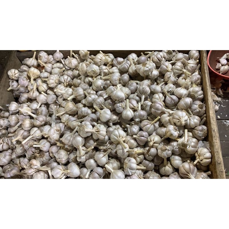 

BAWANG PUTIH KATING