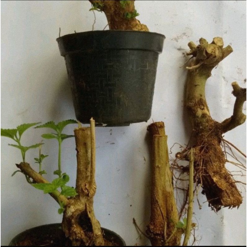 

[Fresh] BAHAN BONSAI LENTANA / DONGKELAN LENTANA / BONGGOL LENTANA