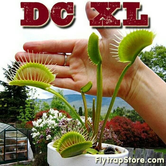 Vft DCXL (rare)