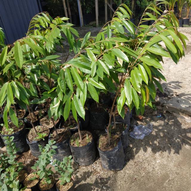 Bibit durian musangking 1 meter