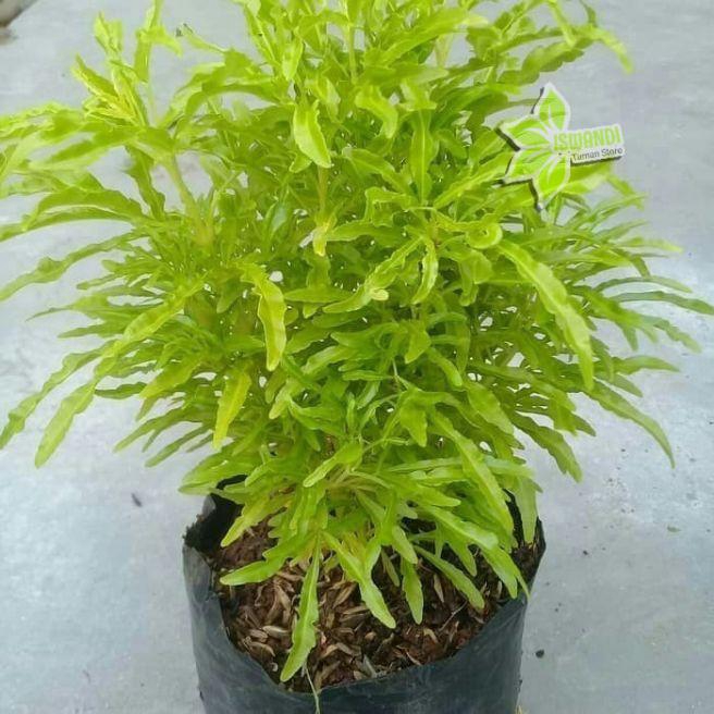 tanaman hias brokoli kuning / tanaman brokoli / pohon brokoli / brokoli kuning