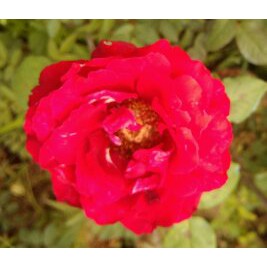 Mawar Merah Kembang Mawar Merah Tanaman Bunga Mawar Merah Putih Kuning Ungu Pink Min Order 5pohon Shopee Indonesia