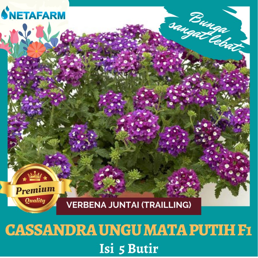 Benih Bunga Verbena Juntai (Trailling) Cassandra Ungu Mata PuthF1-5Btr