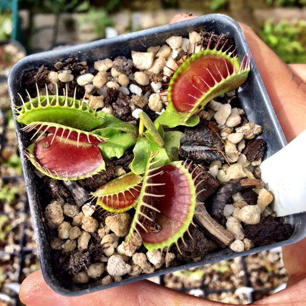 Tanaman karnivora Venus FlyTrap B52 (Tanaman hidup)