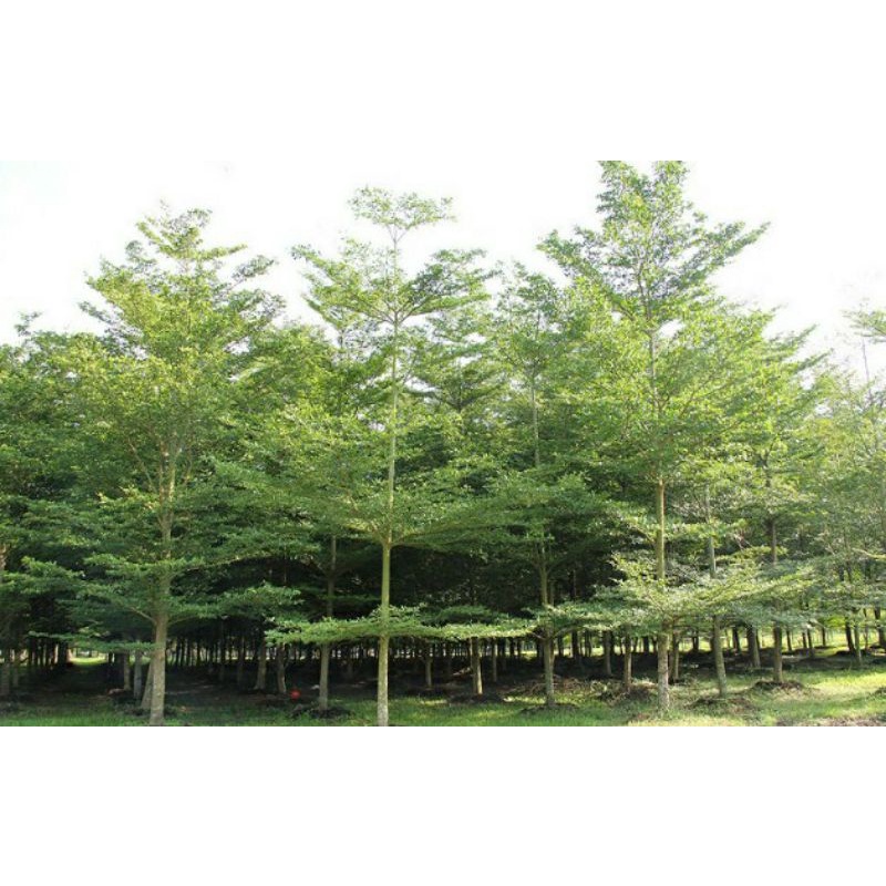 pohon ketapang Kencana ukuran 1,5 meter tanaman ketapang kencana pohon pelindung