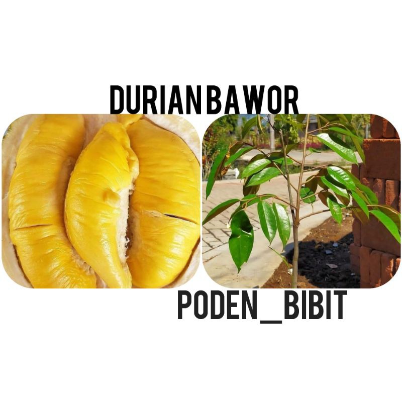 

Durian bawor