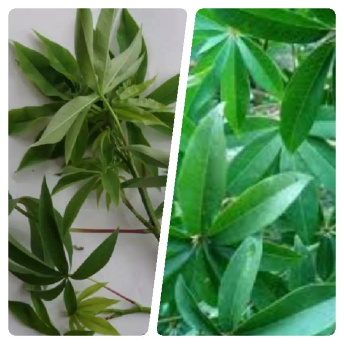 

New Daun kapuk daun randu segar terjangkau