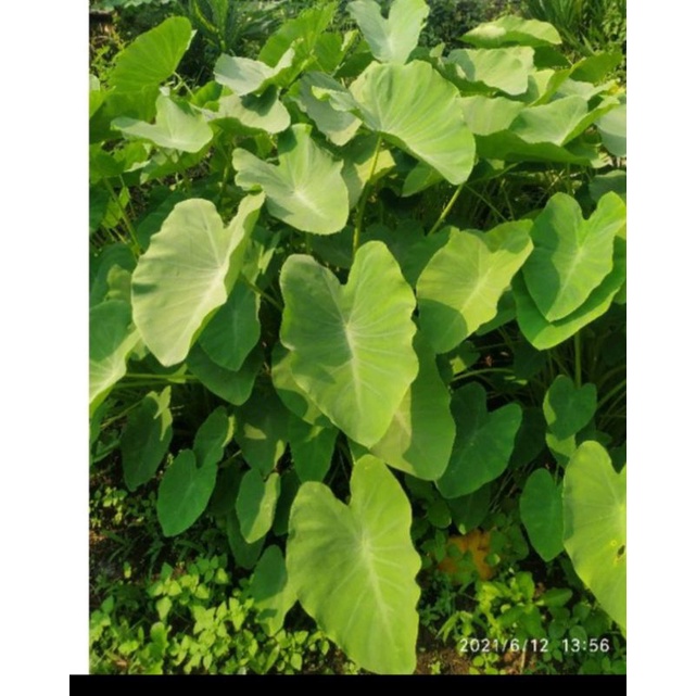 

sayur lompong segar