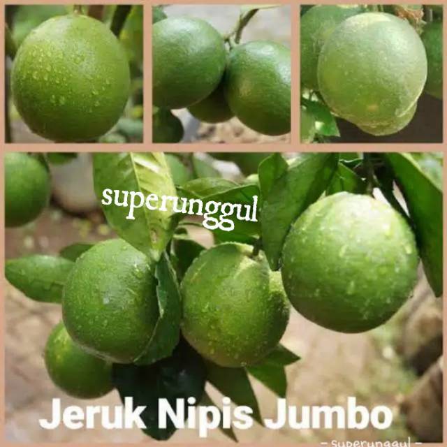 Bibit jeruk nipis jumbo